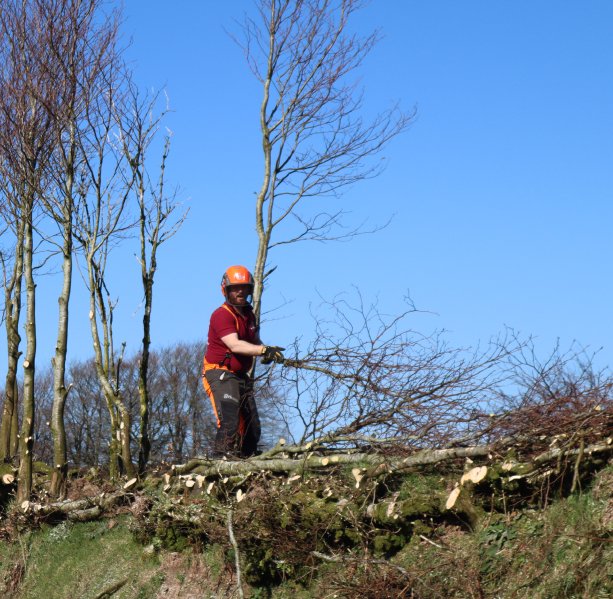 Hedge Laying row 2