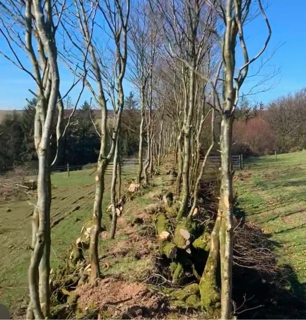 Hedge Laying row 5