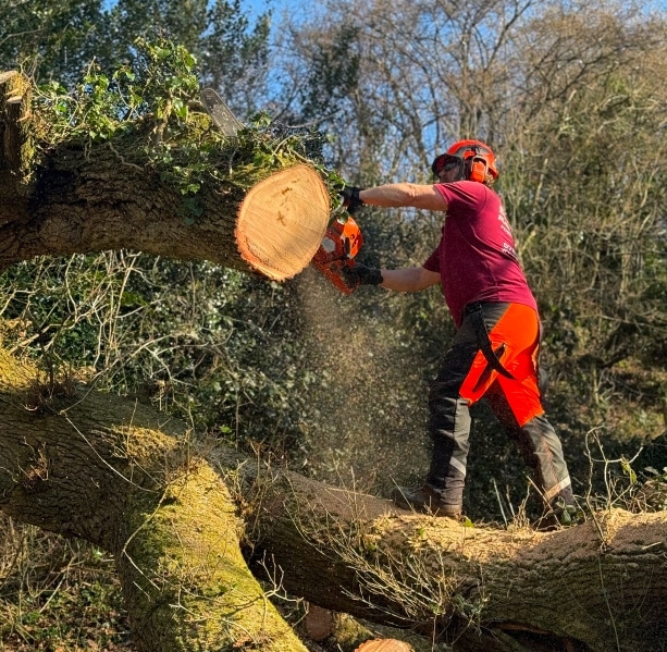 Tree surgery 2