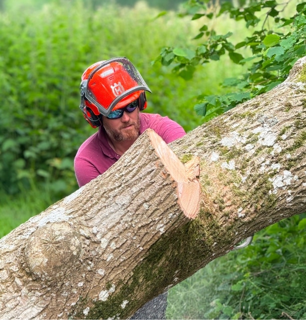 Tree surgery 3