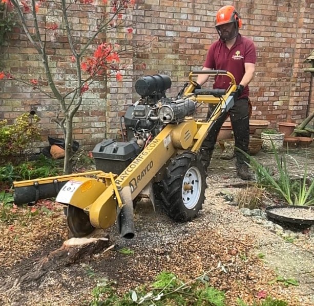 stump grinding 2